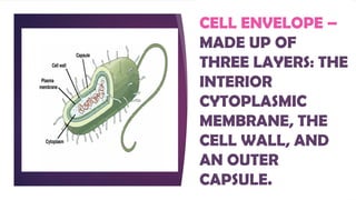 BACTERIAL CELL (Prokaryotic Cell )Parts and Function | PPTX
