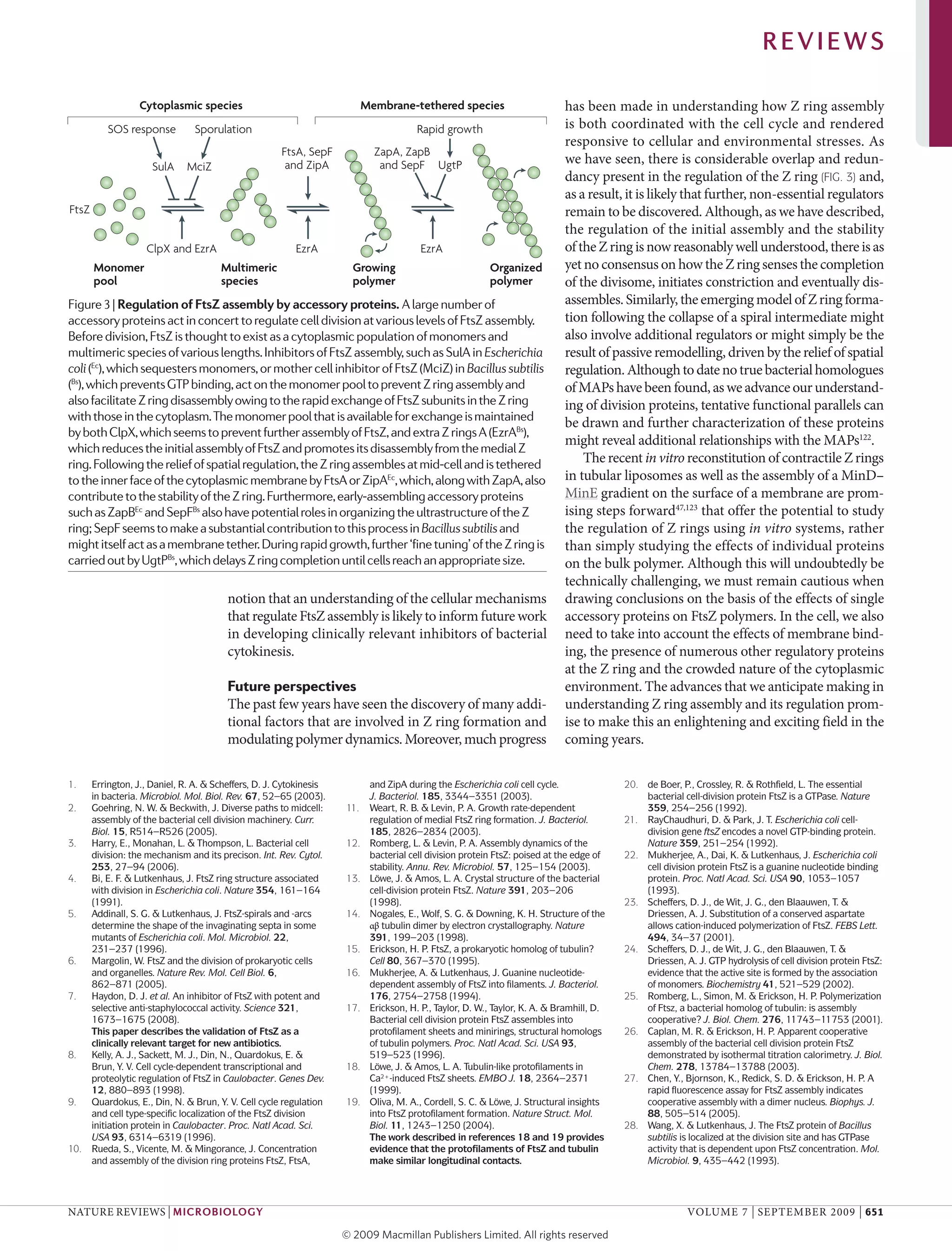Bacterial cell division-_assembly_maintenance_and_disassembly_of_the_z ...