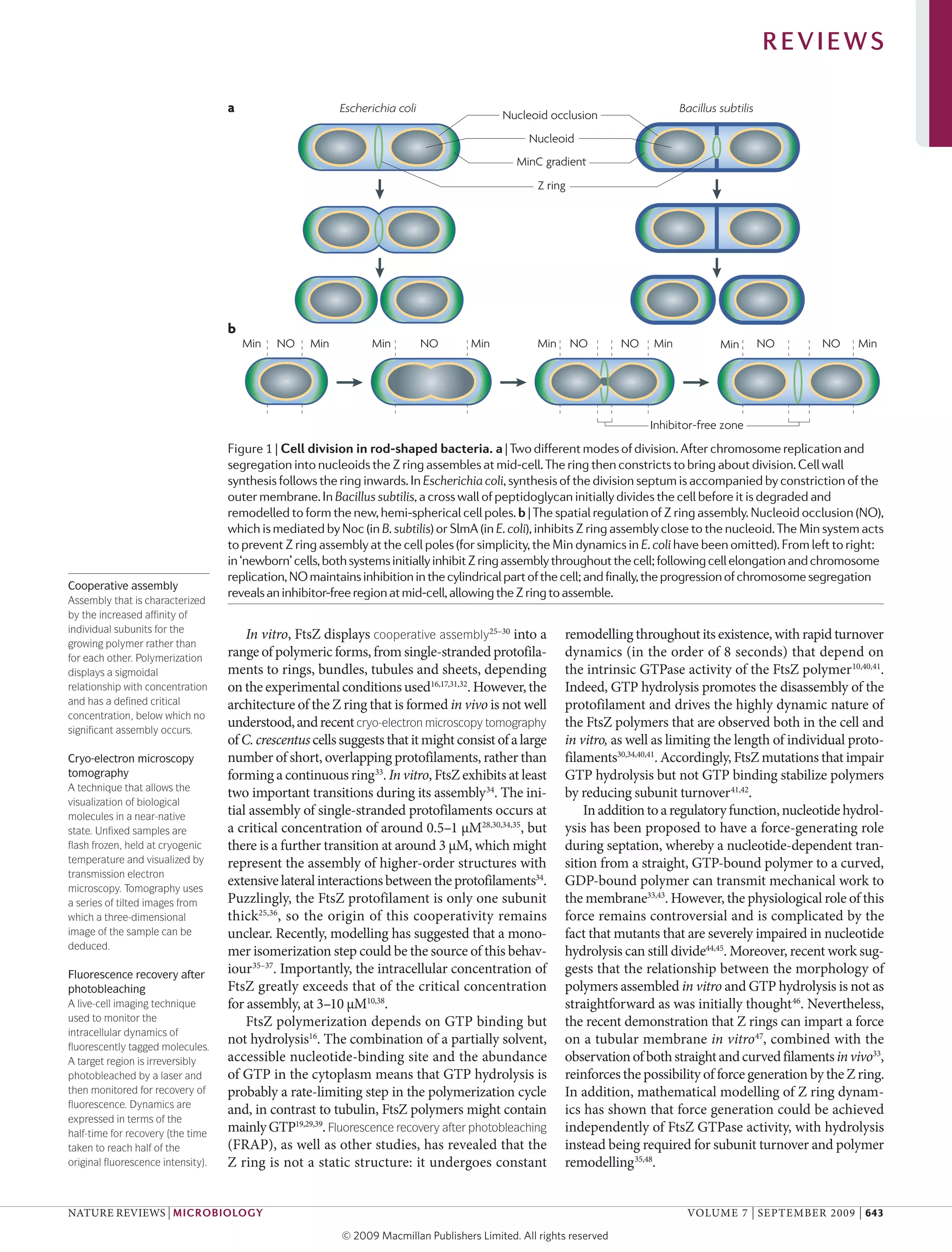 Bacterial cell division-_assembly_maintenance_and_disassembly_of_the_z ...