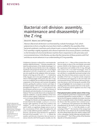 REVIEWS




                                   Bacterial cell division: assembly,
                                   maintenance and disassembly of
                                   the Z ring
                                   David W. Adams and Jeff Errington
                                   Abstract | Bacterial cell division is orchestrated by a tubulin homologue, FtsZ, which
                                   polymerizes to form a ring-like structure that is both a scaffold for the assembly of the
                                   bacterial cytokinetic machinery and, at least in part, a source of the energy for constriction.
                                   FtsZ assembly is tightly regulated, and a diverse repertoire of accessory proteins contributes
                                   to the formation of a functional division machine that is responsive to cell cycle status and
                                   environmental stress. In this Review, we describe the interaction of these proteins with FtsZ
                                   and discuss recent advances in our understanding of Z ring assembly.

                                  Cytokinesis in bacteria is achieved by a macromolecular             past decade (TABLE 1). Many of these proteins have roles
                                  machine called the divisome1–3. Divisome assembly is ini-           that are similar to those of the microtubule-associated
                                  tiated by polymerization of the tubulin homologue FtsZ              proteins (MAPs) of the Eukarya and affect the assem-
                                  into a ring-like structure that lies close to the cytoplasmic       bly, organization and stability of the Z ring, although
                                  membrane at the prospective division site4. In rod-shaped           none seems to be a true MAP homologue. Some of
                                  cells such as Escherichia coli and Bacillus subtilis, the divi-     these proteins are essential for survival but many are
                                  sion site usually lies at the midpoint of the rod, perpen-          not, and there is considerable functional overlap in the
                                  dicular to the long axis of the cell (FIG. 1a). Constriction        group. How then do these proteins ensure the correct
                                  of the ring gives rise to two equal daughter cells, each of         assembly of FtsZ into a Z ring that is both competent
                                  which is half the length of the parent cell. This ‘Z ring’          for cell division and responsive to cell cycle status and
                                  serves as a scaffold for the recruitment of the downstream          environmental stresses? This Review discusses the pro-
                                  components of the divisome and it persists throughout               teins that interact with FtsZ during the assembly of the
                                  division, guiding the synthesis, location and shape of              Z ring and highlights the recent progress in our under-
                                  the division septum5. FtsZ is almost universally conserved          standing of how these proteins intervene in the mecha-
                                  throughout the Bacteria (BOX 1); it is also present in the          nism of cell division and its regulation once the Z ring
                                  Euryarchaeota and has an active role in the division of             has been established.
                                  the plastids and mitochondria of several groups of the
                                  Eukarya6. FtsZ was recently shown to be an important new            FtsZ polymerization and the nature of the Z ring
                                  target for antibiotics, as specific inhibitors of FtsZ were         FtsZ is a cytoplasmic protein that is composed of two globu-
                                  found to protect against a lethal dose of Staphylococcus            lar domains separated by a central core helix (FIG. 2a). Despite
                                  aureus in a mouse model of infection7.                              the low level of sequence similarity, the tertiary structure
                                      Although the lifestyle and developmental behaviour              of FtsZ is remarkably similar to that of tubulin, supporting
                                  of some bacteria (for example, Caulobacter crescentus)              the theory that these proteins have common ances-
Centre for Bacterial Cell         dictates tight regulation of both FtsZ synthesis and                try 13–15. Furthermore, FtsZ polymerizes into tubulin-like
Biology, Institute for Cell and
                                  stability 8,9, in the two best studied bacteria, E. coli            protofilaments by the head-to-tail association of indi-
Molecular Biosciences,
Newcastle University,             and B. subtilis, no significant changes seem to occur in            vidual subunits16–19 (FIG. 2b). FtsZ, like tubulin, is a self-
Medical School, Framlington       the concentration of FtsZ, either throughout the cell               activating GTPase20–22: the insertion of the synergy loop
Place, Newcastle-upon-Tyne,       cycle or under different growth conditions10,11. In these           from the base of one subunit into the nucleotide-binding
NE2 4HH, UK.                      bacteria, cell division must therefore be regulated at              site of the subunit below places the catalytic residues close
Correspondence to J.E.
e-mail: jeff.errington@
                                  the level of FtsZ assembly 12 (BOX 2; FIG. 1b). Indeed, the         to the γ-phosphate, thereby allowing nucleotide hydro-
newcastle.ac.uk                   number and diversity of proteins that are known to                  lysis to proceed19,23. The GTPase activity of FtsZ therefore
doi:10.1038/nrmicro2198           interact directly with FtsZ has grown steadily over the             depends on FtsZ polymerization24.


642 | SEPTEMBER 2009 | VoluME 7                                                                                                    www.nature.com/reviews/micro

                                                        © 2009 Macmillan Publishers Limited. All rights reserved
 