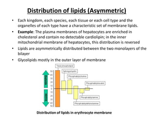 Distribution of lipids (Asymmetric)
• Each kingdom, each species, each tissue or each cell type and the
organelles of each type have a characteristic set of membrane lipids.
• Example: The plasma membranes of hepatocytes are enriched in
cholesterol and contain no detectable cardiolipin; in the inner
mitochondrial membrane of hepatocytes, this distribution is reversed
• Lipids are asymmetrically distributed between the two monolayers of the
bilayer
• Glycolipids mostly in the outer layer of membrane
Distribution of lipids in erythrocyte membrane
 