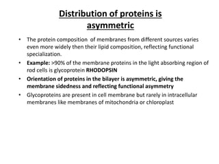 Distribution of proteins is
asymmetric
• The protein composition of membranes from different sources varies
even more widely then their lipid composition, reflecting functional
specialization.
• Example: >90% of the membrane proteins in the light absorbing region of
rod cells is glycoprotein RHODOPSIN
• Orientation of proteins in the bilayer is asymmetric, giving the
membrane sidedness and reflecting functional asymmetry
• Glycoproteins are present in cell membrane but rarely in intracellular
membranes like membranes of mitochondria or chloroplast
 