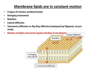 Membrane lipids are in constant motion
• 4 types of motion, predominantly
• Swinging movement
• Rotation
• Lateral diffusion
• Transverse diffusion or flip-flop diffusion (catalyzed by flippase): occurs
rarely
• Motion of lipids and sterol imparts fluidity of membrane
 