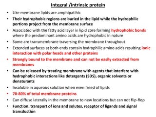 Integral /intrinsic protein
• Like membrane lipids are amphipatihic
• Their hydrophobic regions are buried in the lipid while the hydrophilic
portions project from the membrane surface
• Associated with the fatty acid layer in lipid core forming hydrophobic bonds
where the predominant amino acids are hydrophobic in nature
• Some are transmembrane traversing the membrane throughout
• Extended surfaces at both ends contain hydrophilic amino acids resulting ionic
interaction with polar heads and other proteins
• Strongly bound to the membrane and can not be easily extracted from
membranes
• Can be released by treating membrane with agents that interfere with
hydrophobic interactions like detergents (SDS), organic solvents or
denaturants
• Insoluble in aqueous solution when even freed of lipids
• 70-80% of total membrane proteins
• Can diffuse laterally in the membrane to new locations but can not flip-flop
• Function: transport of ions and solutes, receptor of ligands and signal
transduction
 