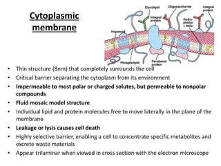 Cytoplasmic
membrane
• Thin structure (8nm) that completely surrounds the cell
• Critical barrier separating the cytoplasm from its environment
• Impermeable to most polar or charged solutes, but permeable to nonpolar
compounds
• Fluid mosaic model structure
• Individual lipid and protein molecules free to move laterally in the plane of the
membrane
• Leakage or lysis causes cell death
• Highly selective barrier, enabling a cell to concentrate specific metabolites and
excrete waste materials
• Appear trilaminar when viewed in cross section with the electron microscope
 