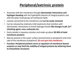 Peripheral/extrinsic protein
• Associate with the membrane through electrostatic interactions and
hydrogen bonding with the hydrophilic domain of integral proteins and
with the polar head groups of membrane lipids
• Loosely connected to the membrane and can be easily removed
• Can be released by relatively mild treatments that interfere with
electrostatic interactions or break hydrogen bonds like changes in pH, Ca2+
chelating agent, urea, carbonate etc.
• Easily soluble in aqueous solution and make up about 20-30% of total
membrane proteins
• May be present in the outer surface (environment or periplasm) and inner
side of the membrane (cytoplasm). Do not span the membrane.
• Function: Peripheral proteins serve as regulators of membrane-bound
enzymes or may limit the mobility of integral proteins by tethering them
to intracellular structures
 