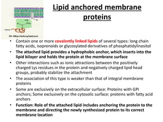 Lipid anchored membrane
proteins
• Contain one or more covalently linked lipids of several types: long chain
fatty acids, isoprenoids or glycosylated derivatives of phosphatidylinositol
• The attached lipid provides a hydrophobic anchor, which inserts into the
lipid bilayer and holds the protein at the membrane surface
• Other interactions such as ionic attractions between the positively
charged Lys residues in the protein and negatively charged lipid head
groups, probably stabilize the attachment
• The association of this type is weaker than that of integral membrane
proteins
• Some are exclusively on the extracellular surface: Proteins with GPI
anchors; Some exclusively on the cytosolic surface: proteins with fatty acid
anchors
• Function: Role of the attached lipid includes anchoring the protein to the
membrane and directing the newly synthesized protein to its correct
membrane location
 