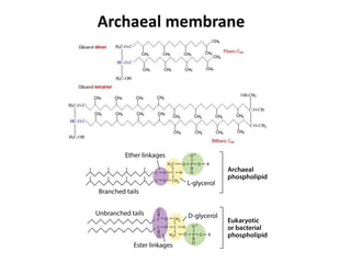 Archaeal membrane
 