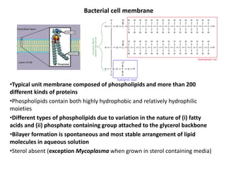 Bacterial cell membrane
•Typical unit membrane composed of phospholipids and more than 200
different kinds of proteins
•Phospholipids contain both highly hydrophobic and relatively hydrophilic
moieties
•Different types of phospholipids due to variation in the nature of (i) fatty
acids and (ii) phosphate containing group attached to the glycerol backbone
•Bilayer formation is spontaneous and most stable arrangement of lipid
molecules in aqueous solution
•Sterol absent (exception Mycoplasma when grown in sterol containing media)
 