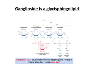 Ganglioside is a glycisphingolipid
 