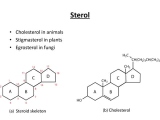 Sterol
• Cholesterol in animals
• Stigmasterol in plants
• Egrosterol in fungi
 