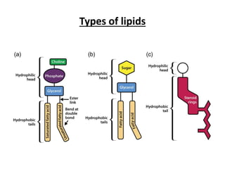 Types of lipids
 