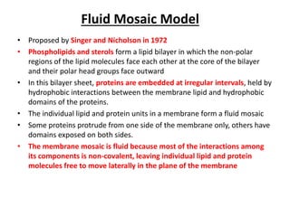 Fluid Mosaic Model
• Proposed by Singer and Nicholson in 1972
• Phospholipids and sterols form a lipid bilayer in which the non-polar
regions of the lipid molecules face each other at the core of the bilayer
and their polar head groups face outward
• In this bilayer sheet, proteins are embedded at irregular intervals, held by
hydrophobic interactions between the membrane lipid and hydrophobic
domains of the proteins.
• The individual lipid and protein units in a membrane form a fluid mosaic
• Some proteins protrude from one side of the membrane only, others have
domains exposed on both sides.
• The membrane mosaic is fluid because most of the interactions among
its components is non-covalent, leaving individual lipid and protein
molecules free to move laterally in the plane of the membrane
 