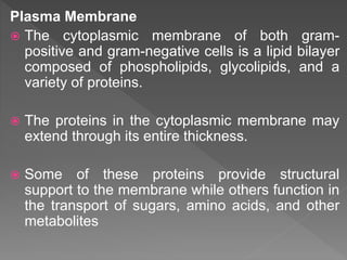 Plasma Membrane
 The cytoplasmic membrane of both gram-
positive and gram-negative cells is a lipid bilayer
composed of phospholipids, glycolipids, and a
variety of proteins.
 The proteins in the cytoplasmic membrane may
extend through its entire thickness.
 Some of these proteins provide structural
support to the membrane while others function in
the transport of sugars, amino acids, and other
metabolites
 