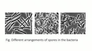 Fig. Different arrangements of spores in the bacteria
 