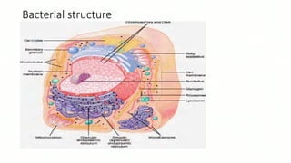 Bacterial structure
 