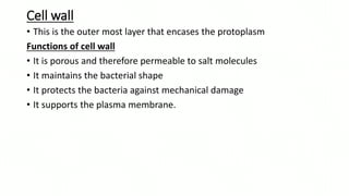 Cell wall
• This is the outer most layer that encases the protoplasm
Functions of cell wall
• It is porous and therefore permeable to salt molecules
• It maintains the bacterial shape
• It protects the bacteria against mechanical damage
• It supports the plasma membrane.
 
