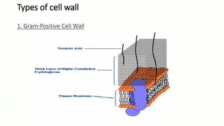Types of cell wall
1. Gram-Positive Cell Wall
 