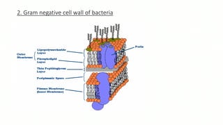 2. Gram negative cell wall of bacteria
 