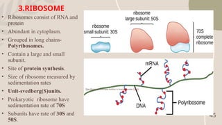 BACTERIAL CELL STRUCTURE AND FUNCTION.pptx