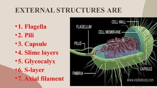 BACTERIAL CELL STRUCTURE AND FUNCTION.pptx