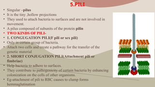 BACTERIAL CELL STRUCTURE AND FUNCTION.pptx