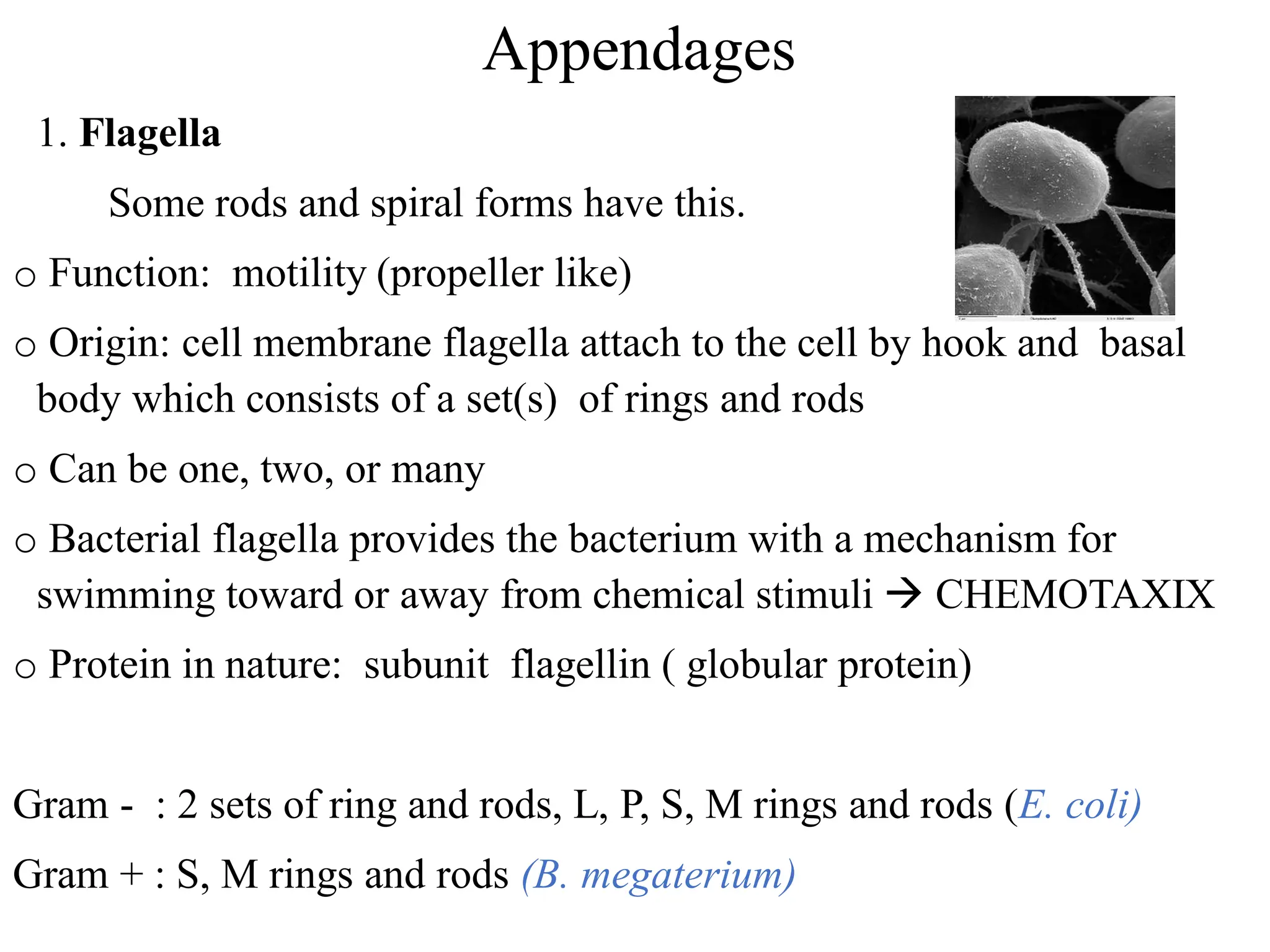 Appendages
1. Flagella
Some rods and spiral forms have this.
o Function: motility (propeller like)
o Origin: cell membrane flagella attach to the cell by hook and basal
body which consists of a set(s) of rings and rods
o Can be one, two, or many
o Bacterial flagella provides the bacterium with a mechanism for
swimming toward or away from chemical stimuli → CHEMOTAXIX
o Protein in nature: subunit flagellin ( globular protein)
Gram - : 2 sets of ring and rods, L, P, S, M rings and rods (E. coli)
Gram + : S, M rings and rods (B. megaterium)
 