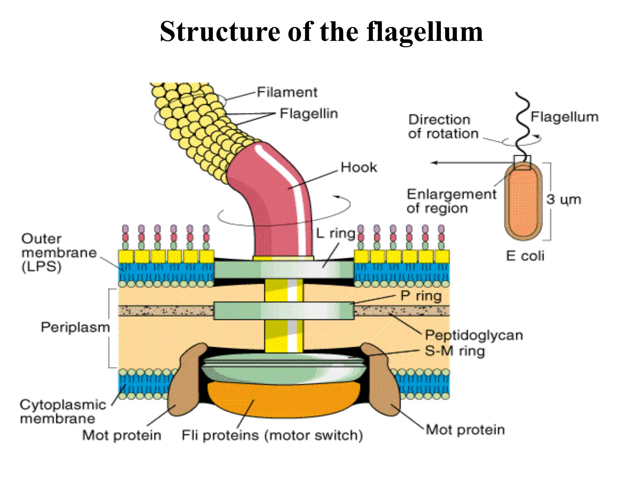Structure of the flagellum
 