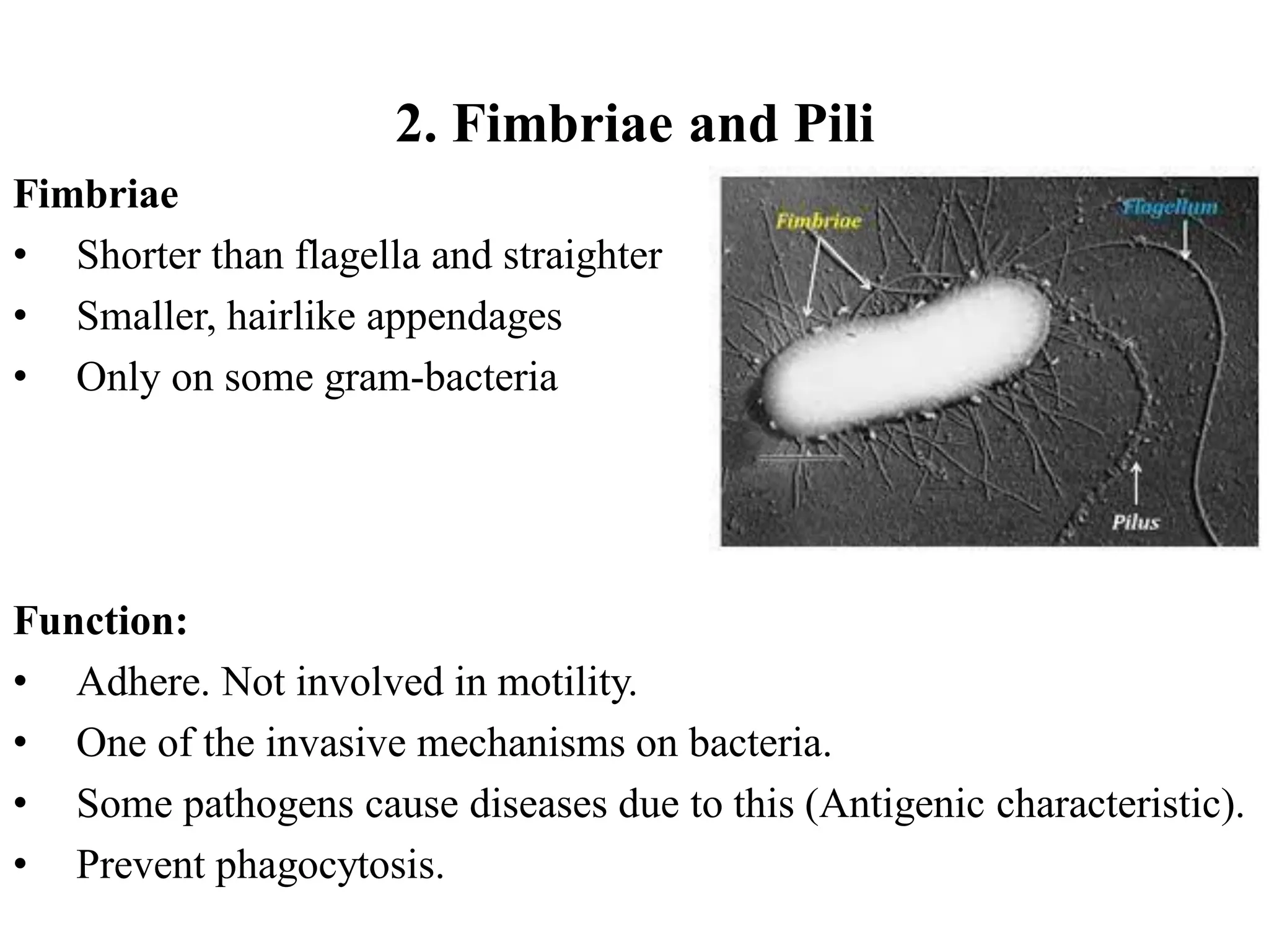 2. Fimbriae and Pili
Fimbriae
• Shorter than flagella and straighter
• Smaller, hairlike appendages
• Only on some gram-bacteria
Function:
• Adhere. Not involved in motility.
• One of the invasive mechanisms on bacteria.
• Some pathogens cause diseases due to this (Antigenic characteristic).
• Prevent phagocytosis.
 