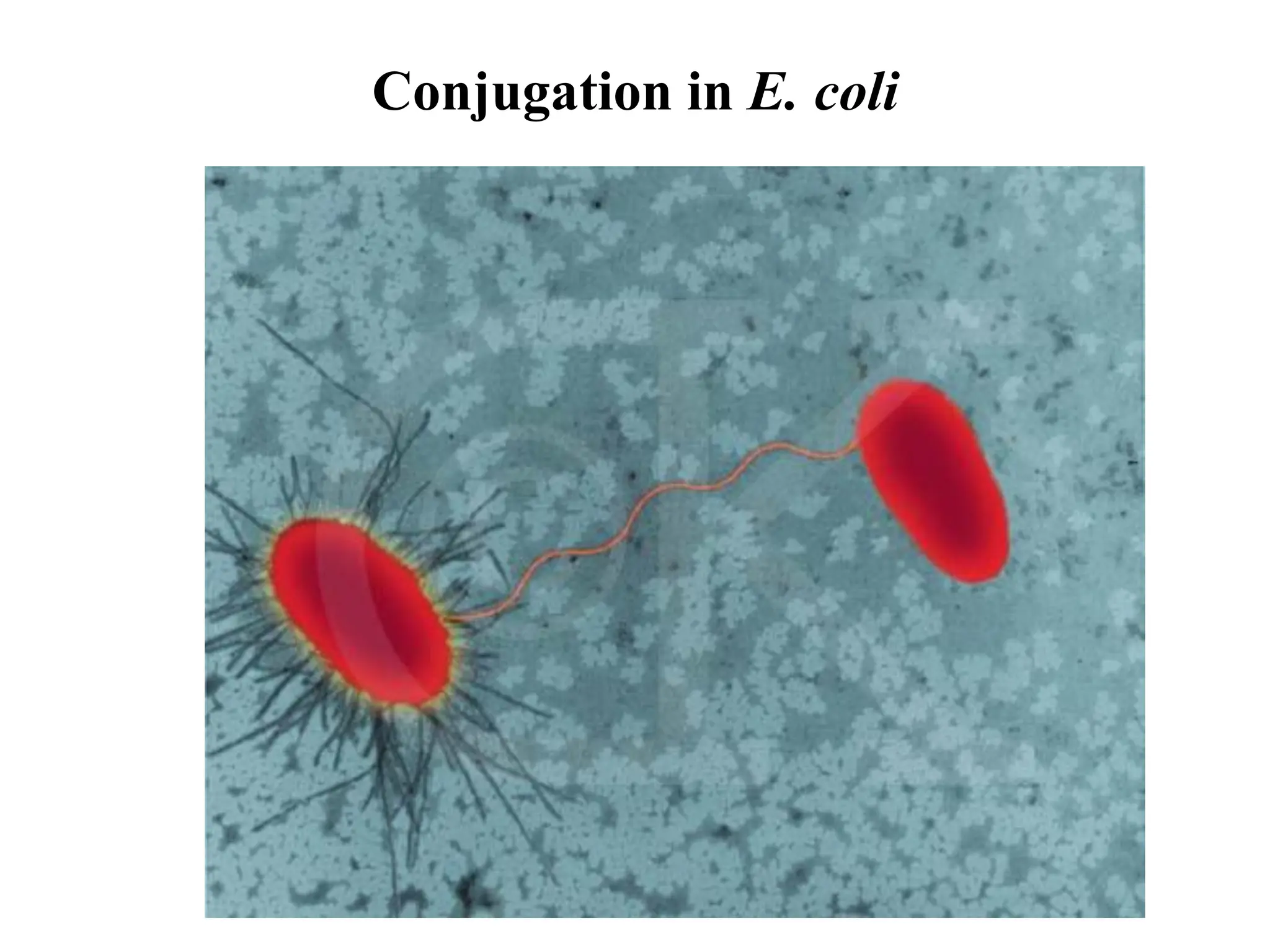 Conjugation in E. coli
 