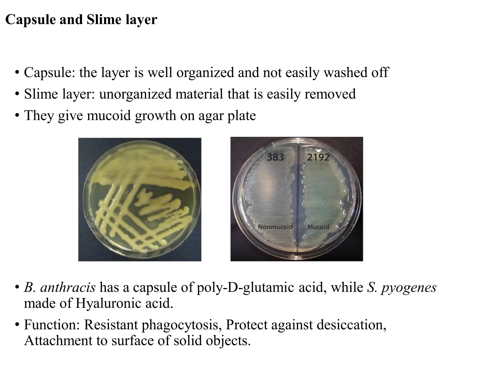 Capsule and Slime layer
• Capsule: the layer is well organized and not easily washed off
• Slime layer: unorganized material that is easily removed
• They give mucoid growth on agar plate
• B. anthracis has a capsule of poly-D-glutamic acid, while S. pyogenes
made of Hyaluronic acid.
• Function: Resistant phagocytosis, Protect against desiccation,
Attachment to surface of solid objects.
 