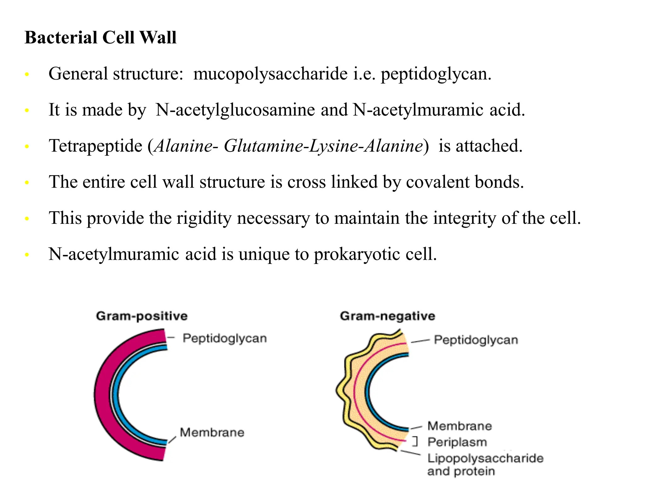 Bacterial Cell Wall
• General structure: mucopolysaccharide i.e. peptidoglycan.
• It is made by N-acetylglucosamine and N-acetylmuramic acid.
• Tetrapeptide (Alanine- Glutamine-Lysine-Alanine) is attached.
• The entire cell wall structure is cross linked by covalent bonds.
• This provide the rigidity necessary to maintain the integrity of the cell.
• N-acetylmuramic acid is unique to prokaryotic cell.
 
