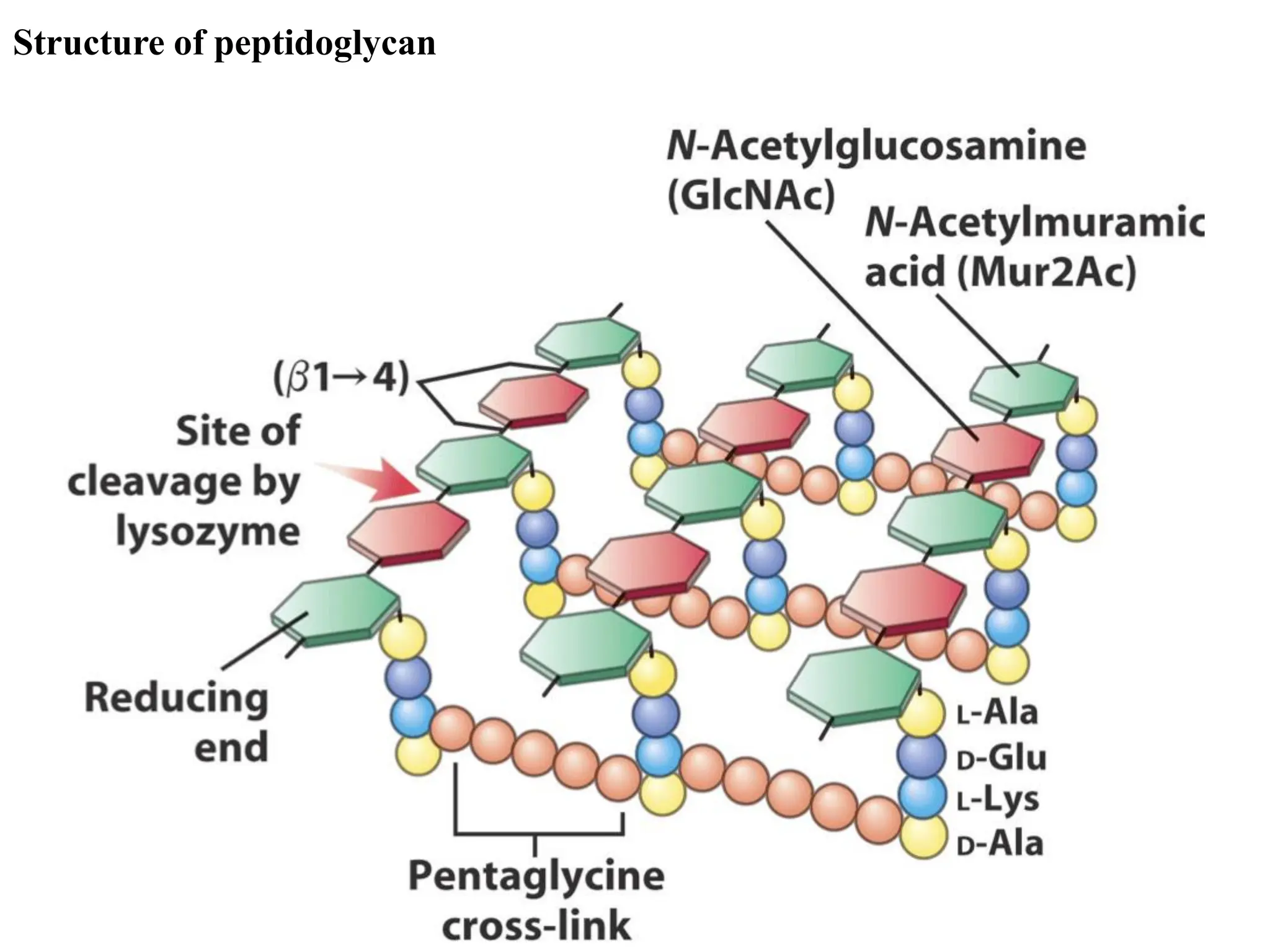 Structure of peptidoglycan
 