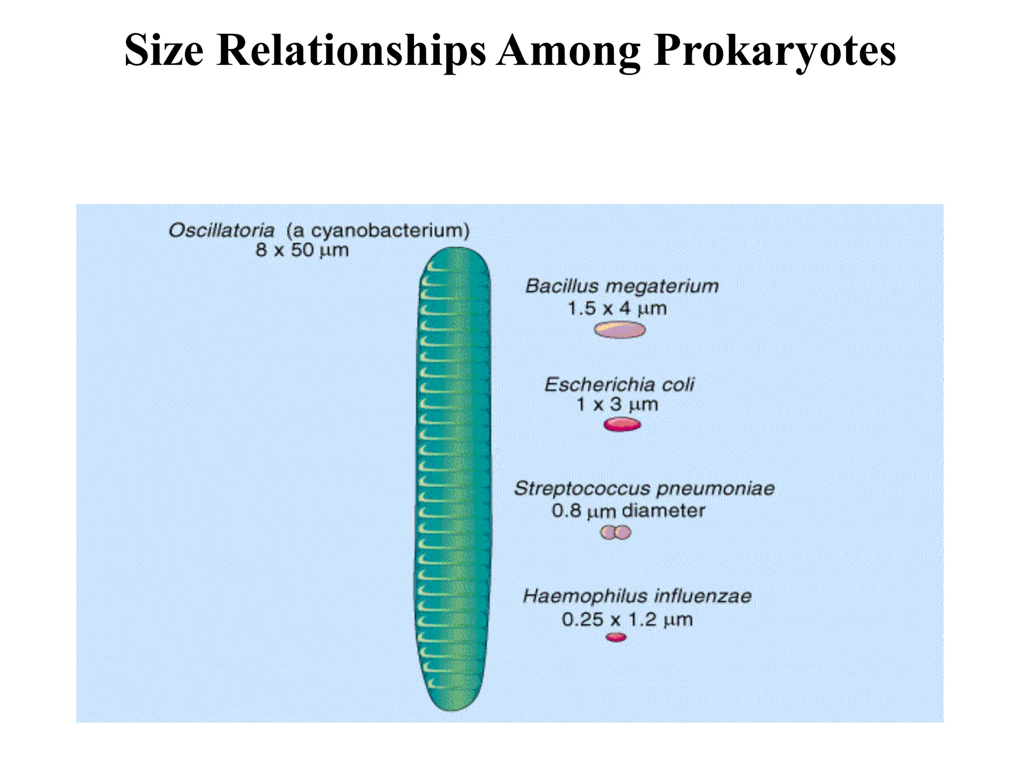Size Relationships Among Prokaryotes
 