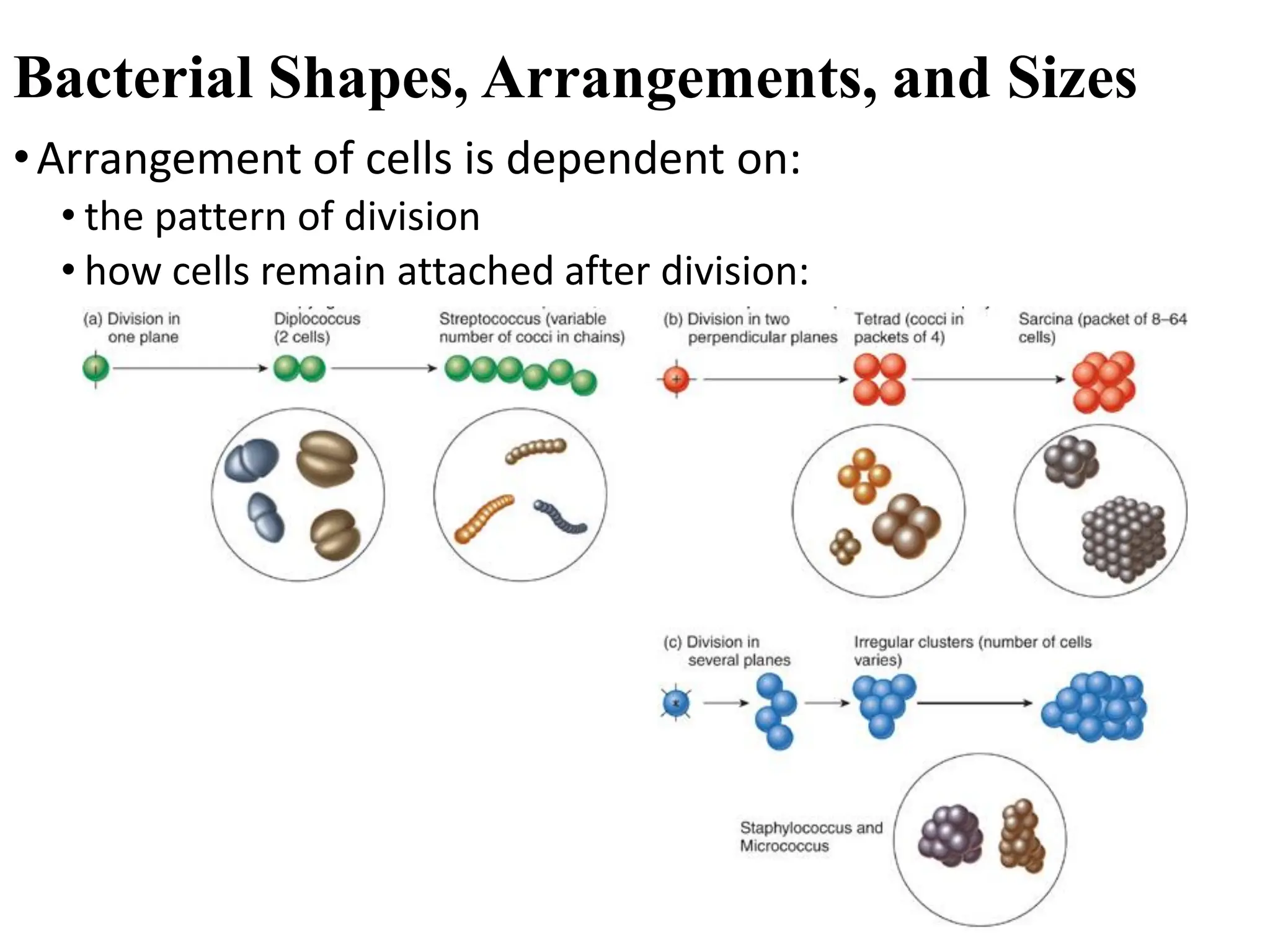 7
•Arrangement of cells is dependent on:
• the pattern of division
• how cells remain attached after division:
Bacterial Shapes, Arrangements, and Sizes
 
