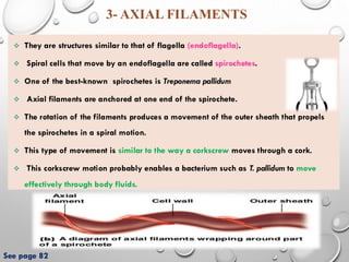 Bacterial cell structure and function lecture (1).pdf