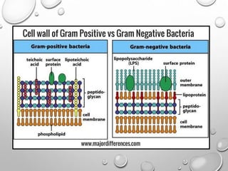 Bacterial cell structure and function lecture (1).pdf