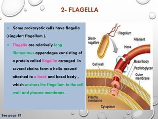 Bacterial cell structure and function lecture (1).pdf