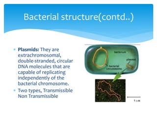 Bacterial structure(contd..)
 Plasmids: They are
extrachromosomal,
double-stranded, circular
DNA molecules that are
capable of replicating
independently of the
bacterial chromosome.
 Two types, Transmissible
Non Transmissible
 