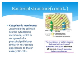 Bacterial structure(contd..)
 Cytoplasmic membrane:
Just inside the cell wall
lies the cytoplasmic
membrane, which is
composed of a
phospholipid bilayer
similar in microscopic
appearance to that in
eukaryotic cells.
 
