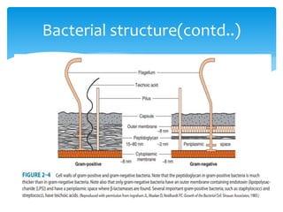 Bacterial structure(contd..)
 