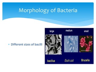 Morphology of Bacteria
 Different sizes of bacilli
 