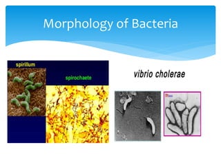 Morphology of Bacteria
 
