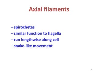 Bacterial cell structure & classification DR C P PRINCE | PPTX