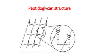 Peptidoglycan structure
 