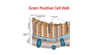 Gram Positive Cell Wall
 