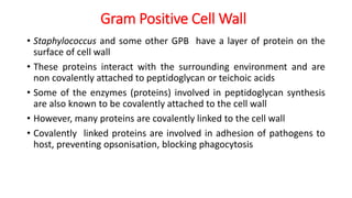 Gram Positive Cell Wall
• Staphylococcus and some other GPB have a layer of protein on the
surface of cell wall
• These proteins interact with the surrounding environment and are
non covalently attached to peptidoglycan or teichoic acids
• Some of the enzymes (proteins) involved in peptidoglycan synthesis
are also known to be covalently attached to the cell wall
• However, many proteins are covalently linked to the cell wall
• Covalently linked proteins are involved in adhesion of pathogens to
host, preventing opsonisation, blocking phagocytosis
 