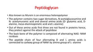 Peptidoglycan
• Also known as Murein is an enormous heteropolymer
• The polymer contains two sugar derivatives, N-acetylglucosamine and
N- actelymuramic acid and several amino acids (D- glutamic acid, D-
alanine, meso-diaminopimelic acid and L-alanine)
• Out of these amino acids first three are not found in proteins hence,
they protect against the attack of peptidase
• The back bone of the polymer is composed of alternating NAG- NAM
residues
• The peptide chain of four alternating D and L amino acids is
connected to carboxy group of NAM by amino group of L- alanine
 