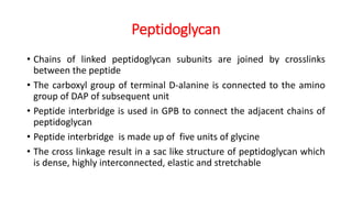 Peptidoglycan
• Chains of linked peptidoglycan subunits are joined by crosslinks
between the peptide
• The carboxyl group of terminal D-alanine is connected to the amino
group of DAP of subsequent unit
• Peptide interbridge is used in GPB to connect the adjacent chains of
peptidoglycan
• Peptide interbridge is made up of five units of glycine
• The cross linkage result in a sac like structure of peptidoglycan which
is dense, highly interconnected, elastic and stretchable
 