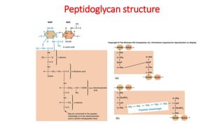 Peptidoglycan structure
 